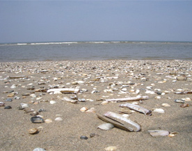 貝の砂浜.jpg