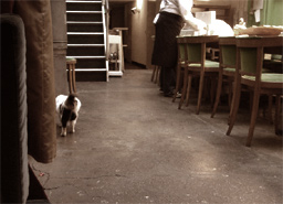 Cafeの猫.jpg
