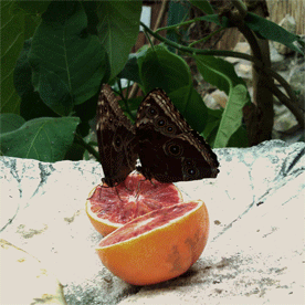 butterfly01.gif