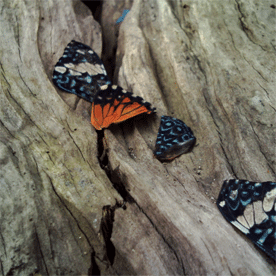 butterfly03.gif
