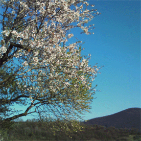 cherryblossominitaly.gif