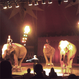 circo02.gif