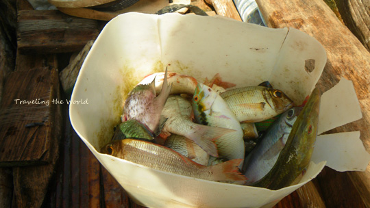 0603%20fish07.jpg