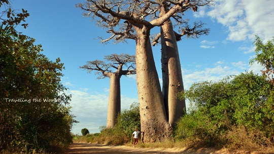 0710%20baobab02.jpg