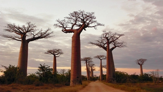 0710%20baobab06.jpg