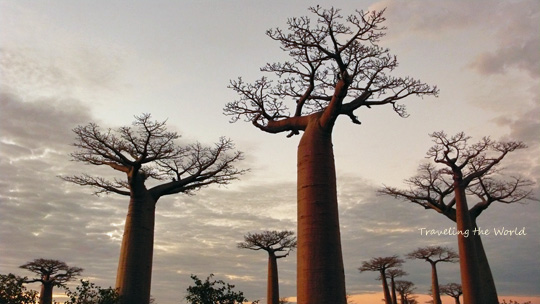 0710%20baobab07.jpg