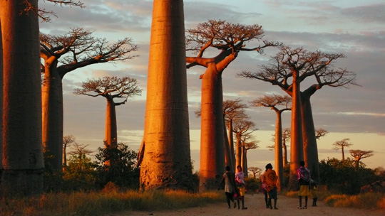 0710%20baobab08.jpg