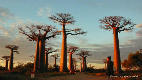 0710%20baobab09.jpg