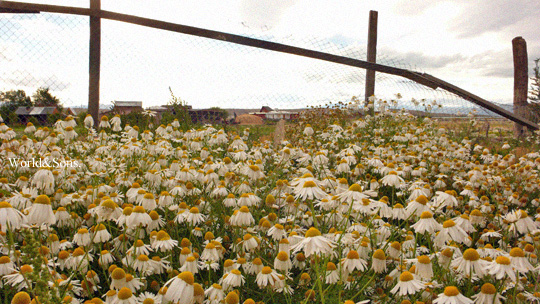 calafate01.jpg