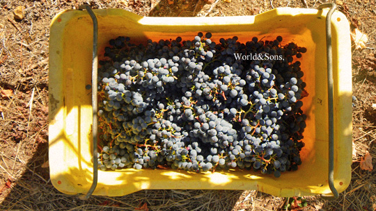 grape0407%2003.jpg