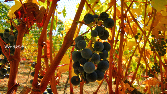 grape0407%2004.jpg