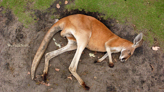 kangaroo%2000.jpg