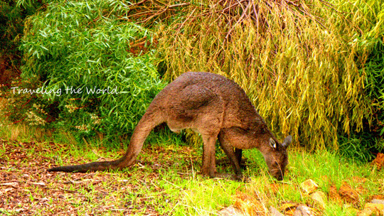 kangaroo%20bunker%2000.jpg