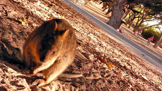 rottnest%2003.jpg