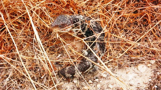 shell0323%2003.jpg