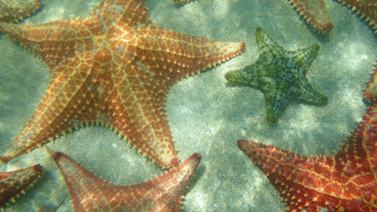 starfish00.jpg