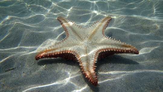 starfish02.jpg