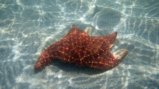 starfish03.jpg
