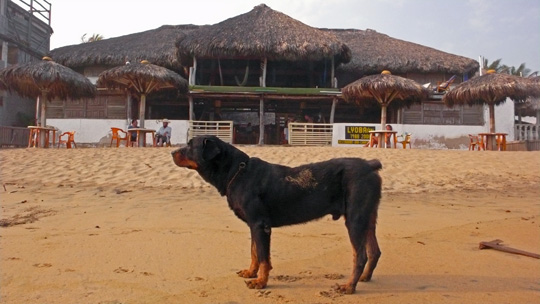 zipolite02.jpg